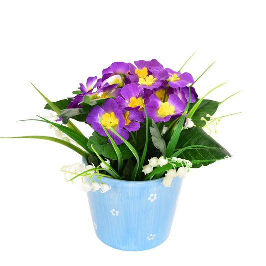 Primule fialová v keramickém květináči 20×19 cm
