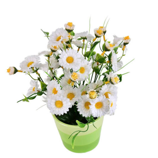 Kopretiny bílé 34 květů v keramickém květináči 30x25 cm