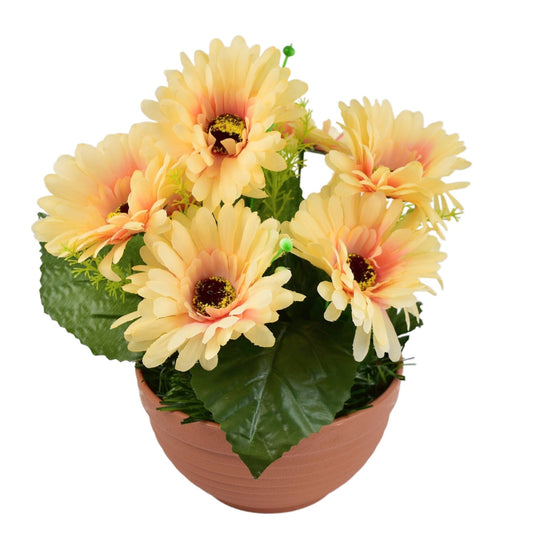 Gerbery světle oranžové 7 květů v terakotové misce Ø22/ 24 cm