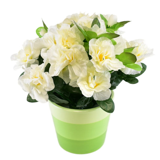 Azalka krémová v keramickém květináči 25×25 cm