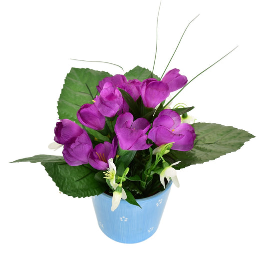 Krokus fialový v keramickém květináči 24×27 cm