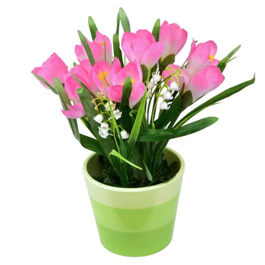 Krokus růžový v keramickém květináči 27×25 cm