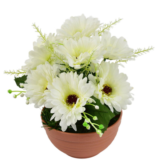 Gerbery krémové 7 květů v terakotové misce Ø22/ 24 cm