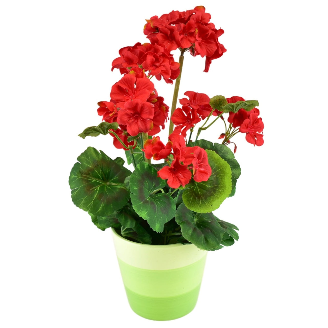 Muškát červený v keramickém květináči 40×25 cm