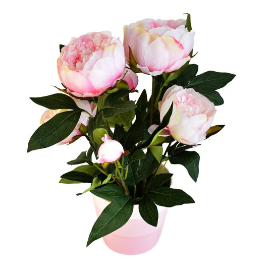 Pivoňka světle růžová v keramickém květináči Ø30/38 cm