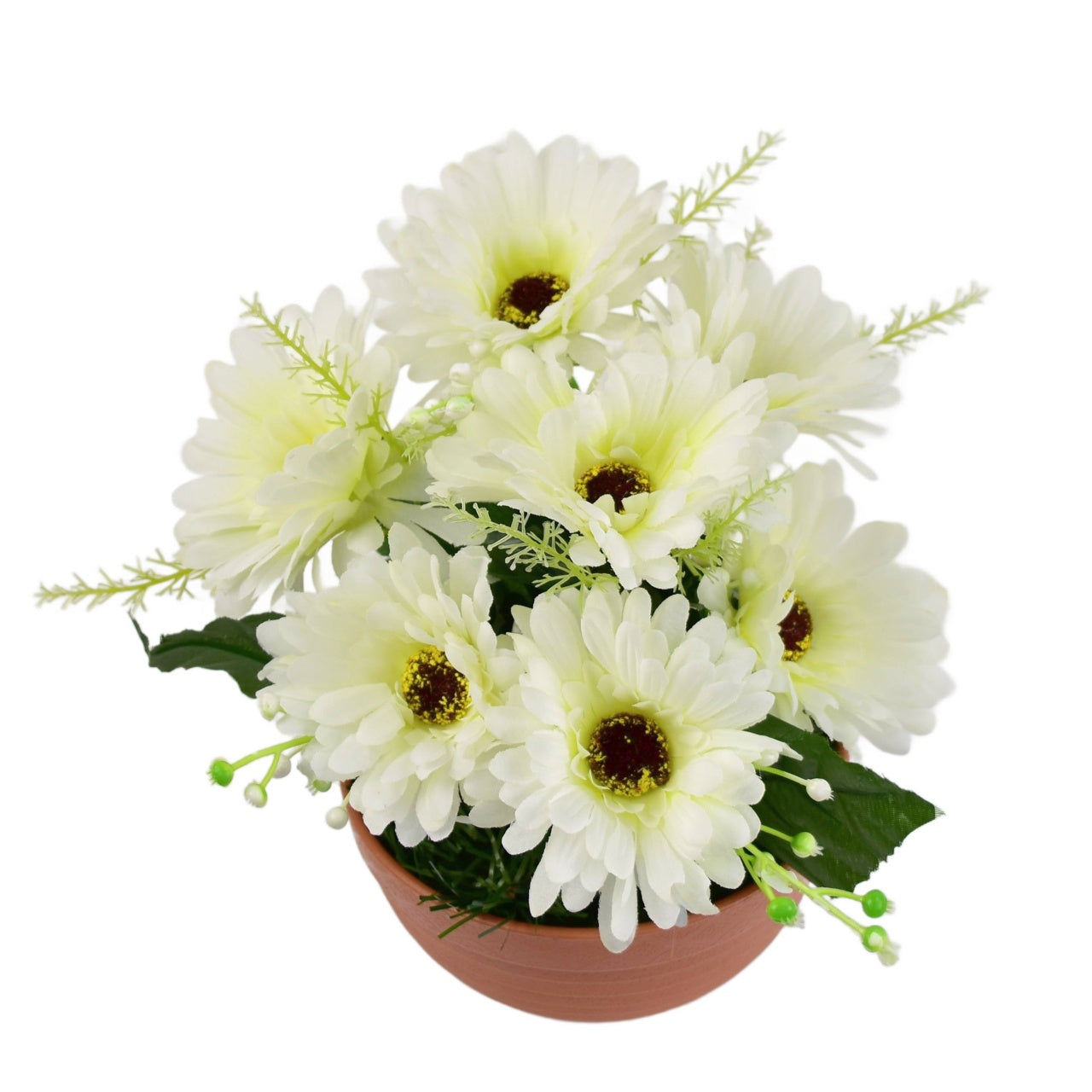 Gerbery krémové 7 květů v terakotové misce Ø22/ 24 cm