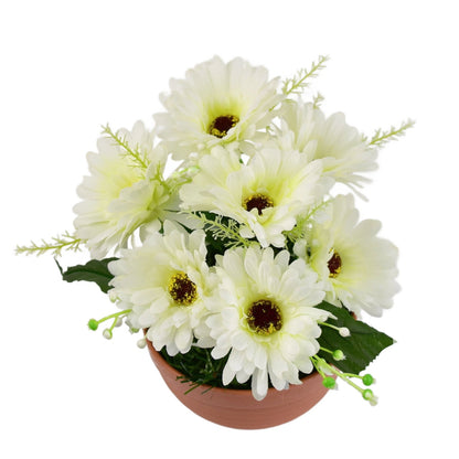 Gerbery krémové 7 květů v terakotové misce Ø22/ 24 cm