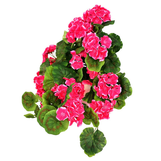 Muškát převislý růžový v keramickém květináči 50×35 cm