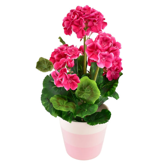 Muškát růžový v keramickém květináči 40×25 cm