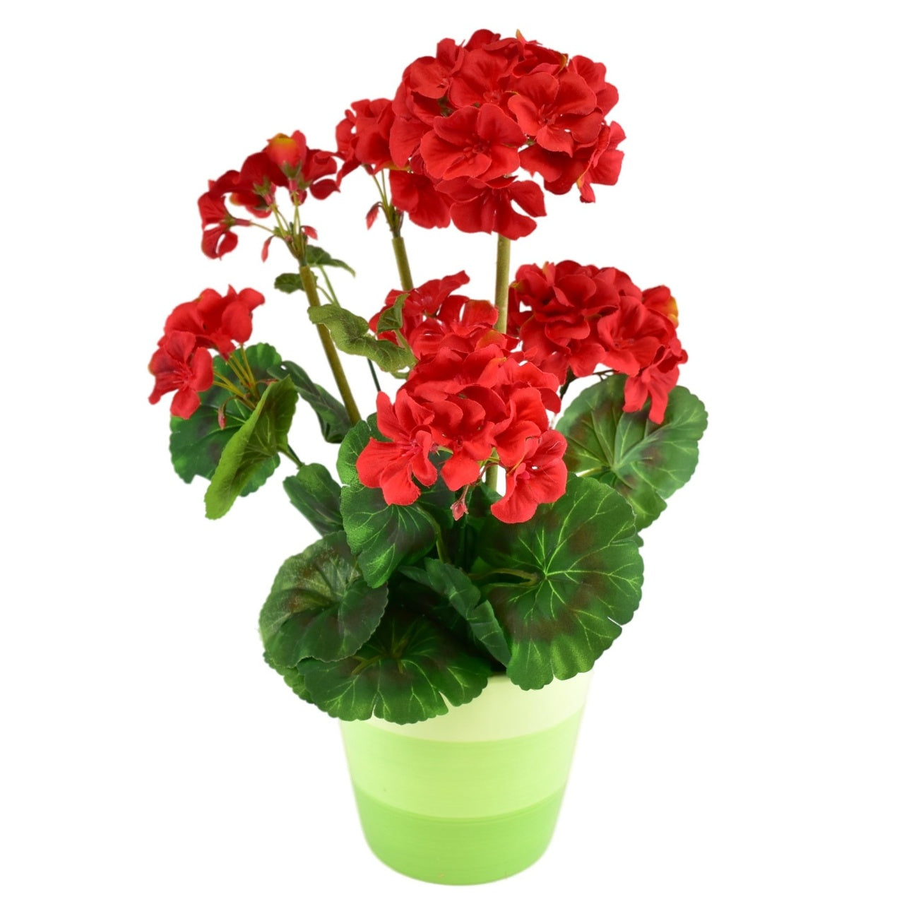 Muškát červený v keramickém květináči 40×25 cm