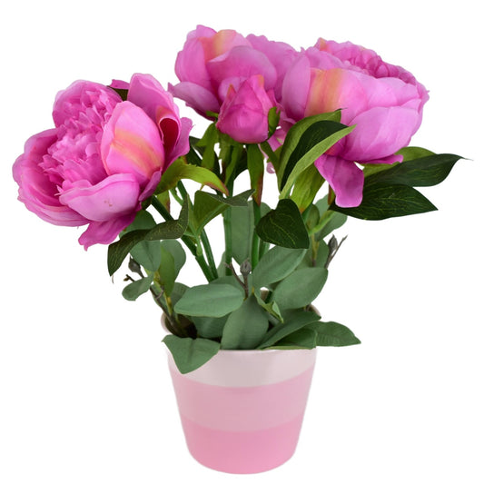 Pivoňky fialové 6 květů v keramickém květináči 36x30 cm