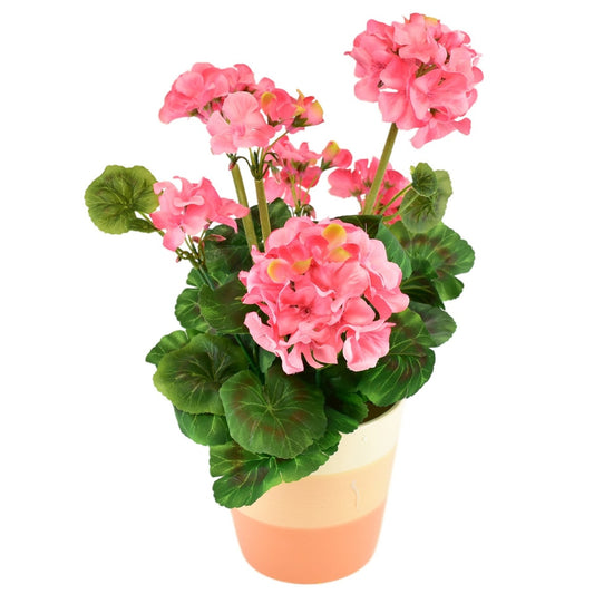 Muškát světle růžový v keramickém květináči 40×25 cm