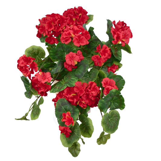 Muškát převislý červený v keramickém květináči 50×35 cm