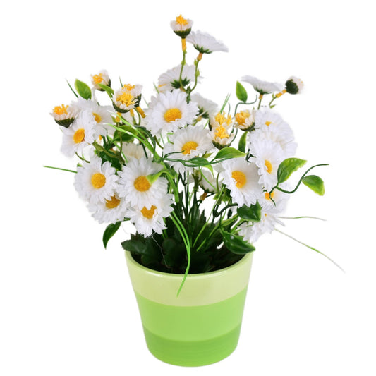 Kopretiny bílé 34 květů v keramickém květináči  30x25 cm