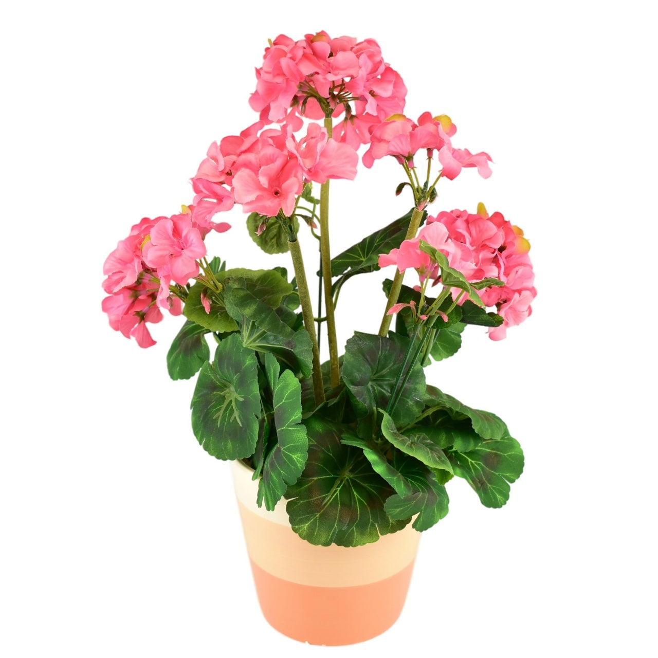 Muškát světle růžový v keramickém květináči 40×25 cm