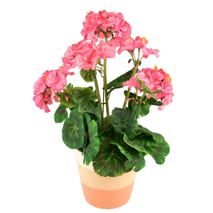 Muškát světle růžový v keramickém květináči 40×25 cm