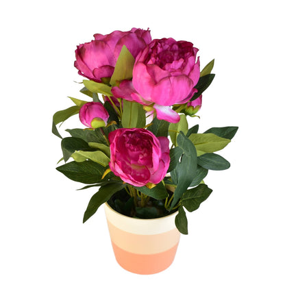 Pivoňka tmavě fialová v keramickém květináči Ø30/ 38 cm