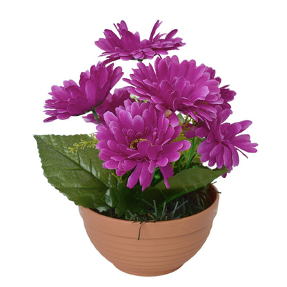 Gerbery fialové 7 květů v terakotové misce Ø22/ 24 cm
