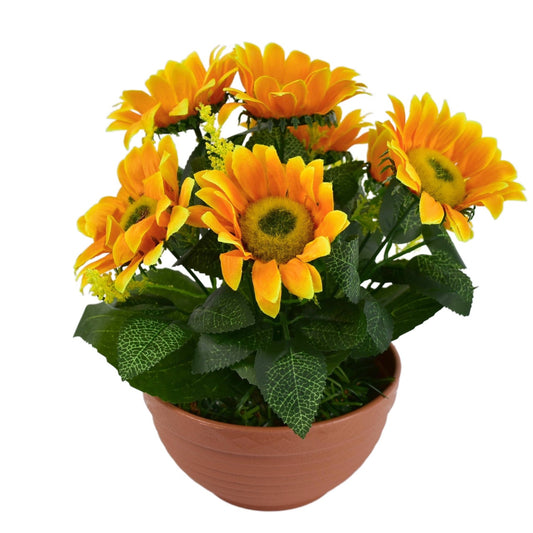 Sluněčníce 7 květů v terakotové misce Ø24/26 cm