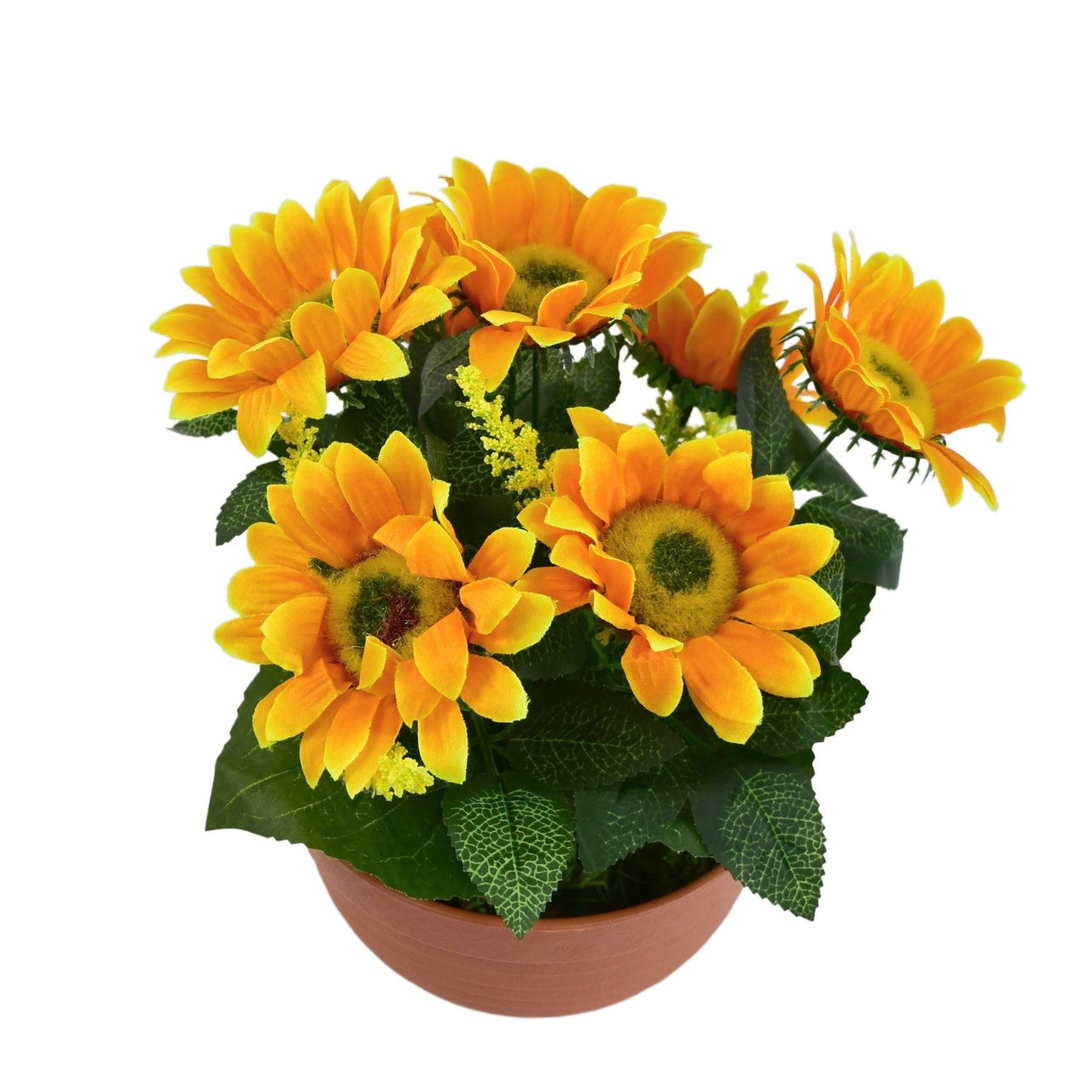 Sluněčníce 7 květů v terakotové misce Ø24/26 cm
