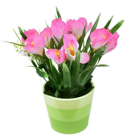Krokus růžový v keramickém květináči 27×25 cm