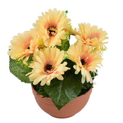 Gerbery světle oranžové 7 květů v terakotové misce Ø22/ 24 cm