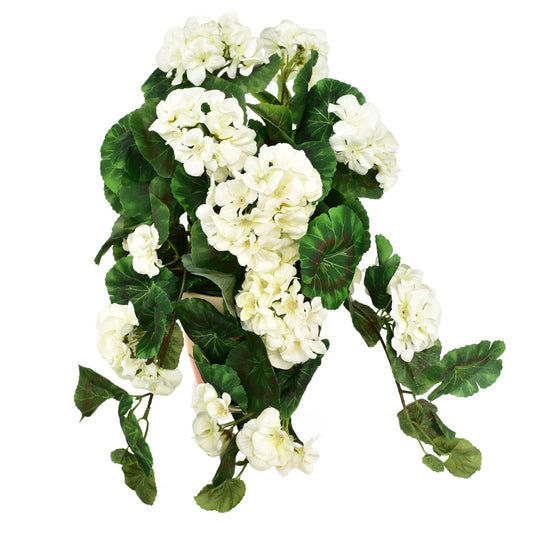 Muškát převislý bílý v keramickém květináči 50×35 cm