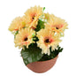 Gerbery světle oranžové 7 květů v terakotové misce Ø22/ 24 cm