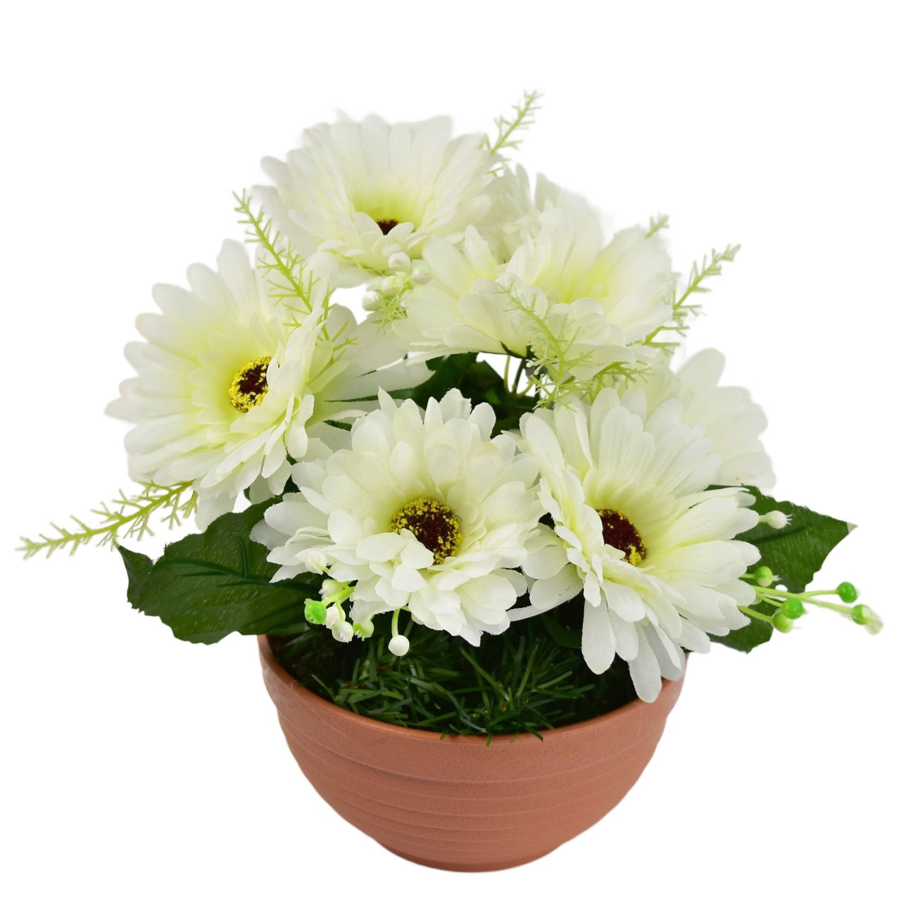 Gerbery krémové 7 květů v terakotové misce Ø22/ 24 cm