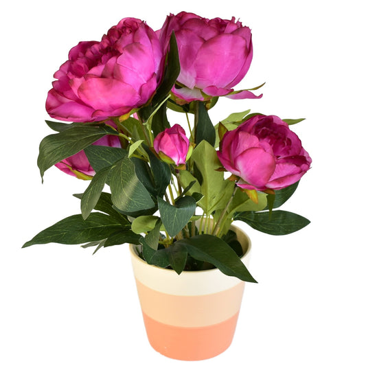 Pivoňka tmavě fialová v keramickém květináči Ø30/ 38 cm