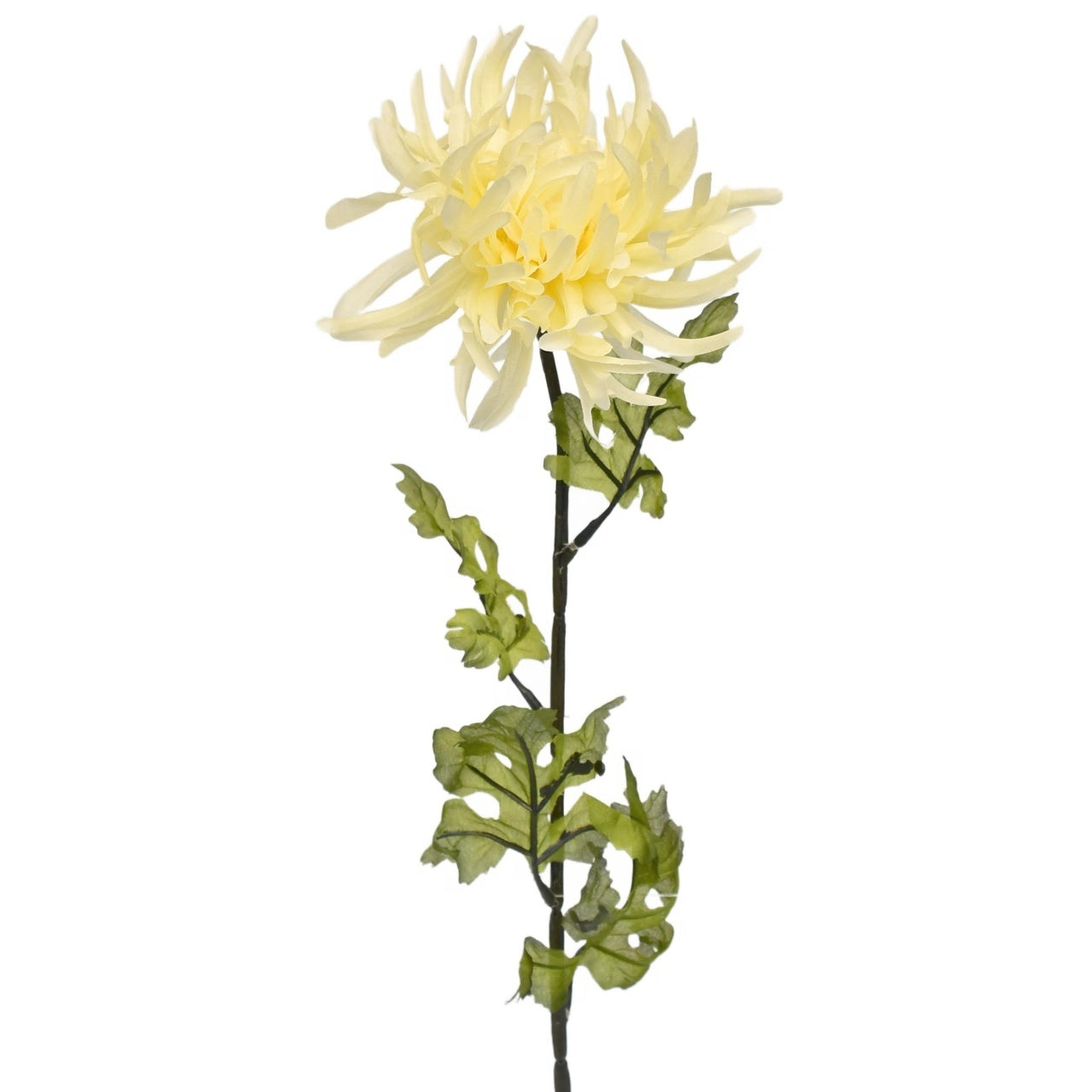 Kytice krémových chryzantém 6 ks, 70 cm