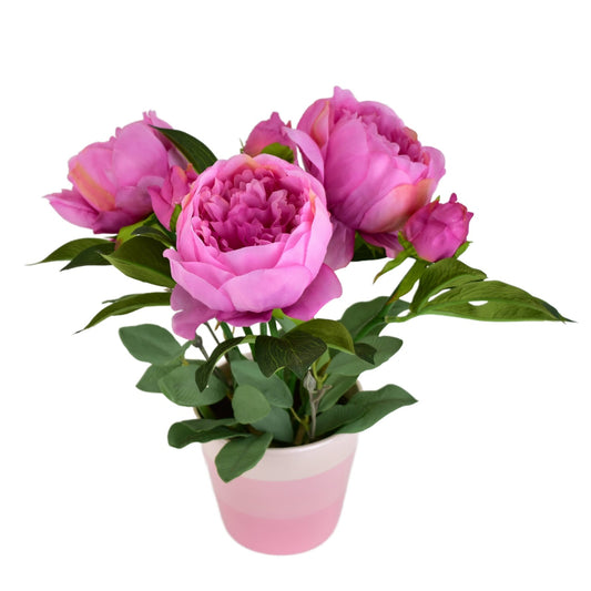 Pivoňky fialové 6 květů v keramickém květináči 36x30 cm