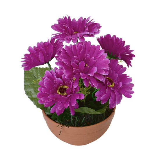 Gerbery fialové 7 květů v terakotové misce Ø22/ 24 cm