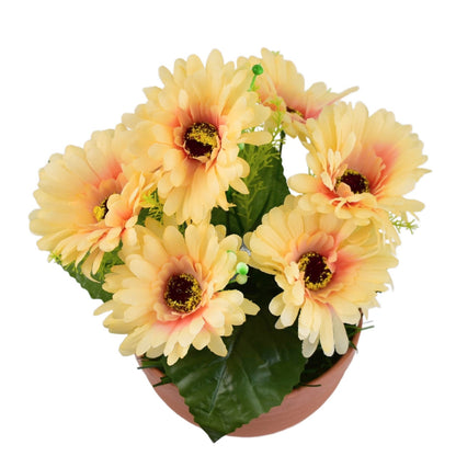 Gerbery světle oranžové 7 květů v terakotové misce Ø22/ 24 cm