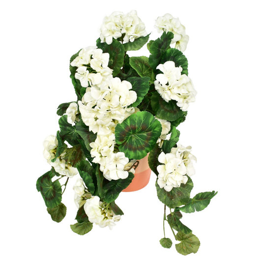 Muškát převislý bílý v keramickém květináči 50×35 cm