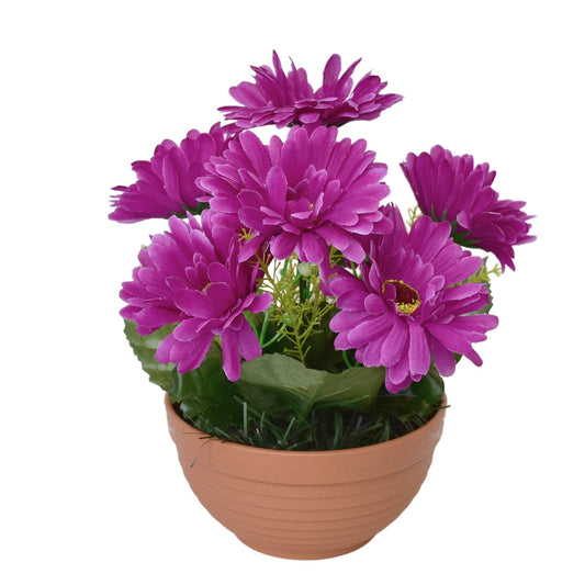 Gerbery fialové 7 květů v terakotové misce Ø22/ 24 cm
