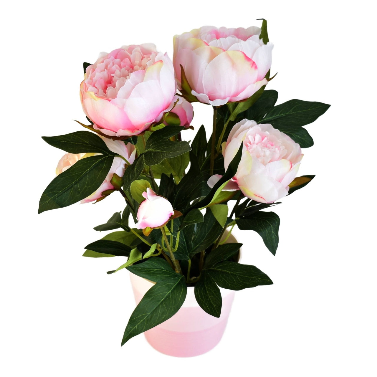 Pivoňka světle růžová v keramickém květináči Ø30/38 cm